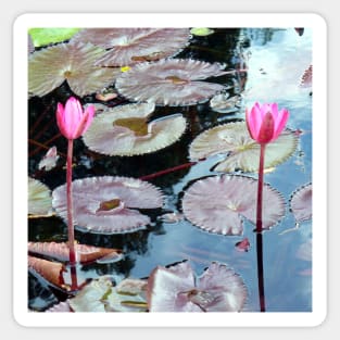 Pink Waterlilies in a Pond Sticker